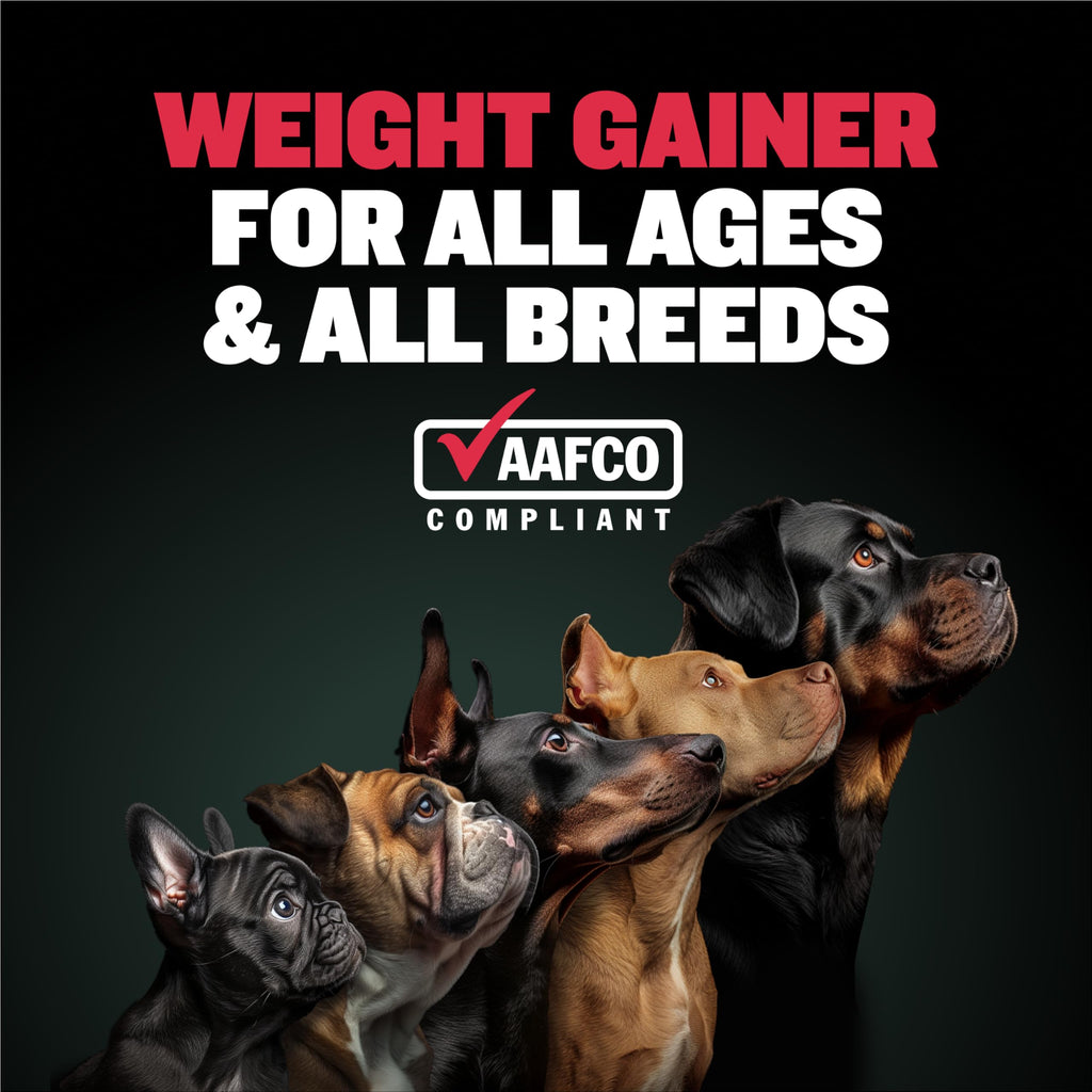 High-Calorie Liquid Weight Gainer & Soft Chews for Dogs D125