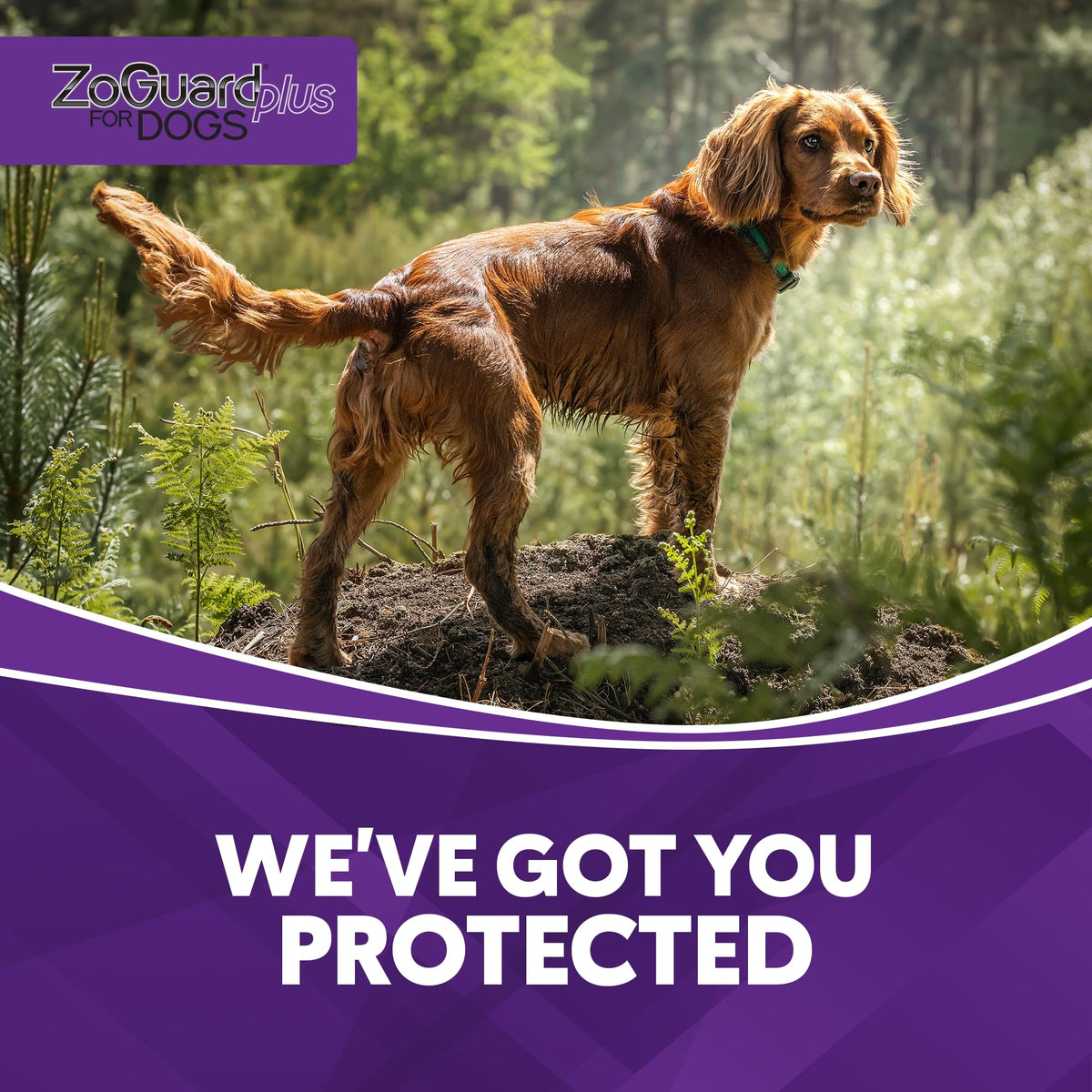 Flea and Tick Prevention for Medium Dogs 23-44lbs (3 Doses) A306815